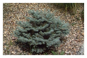 PICEA pungens 'St-Mary's Broom'-